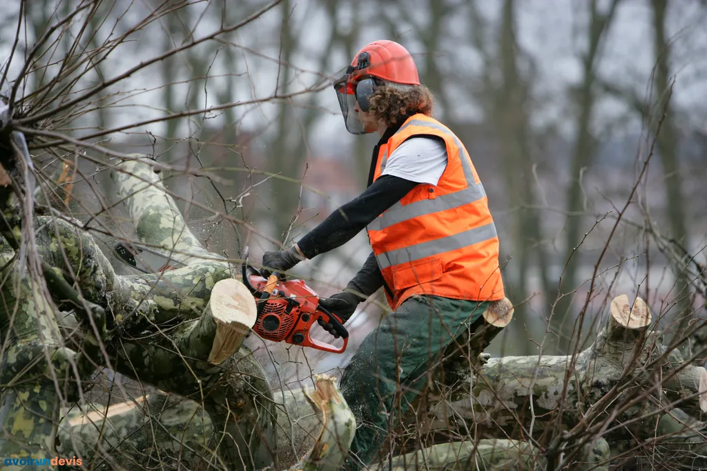 Un homme en train d'élaguer un arbre